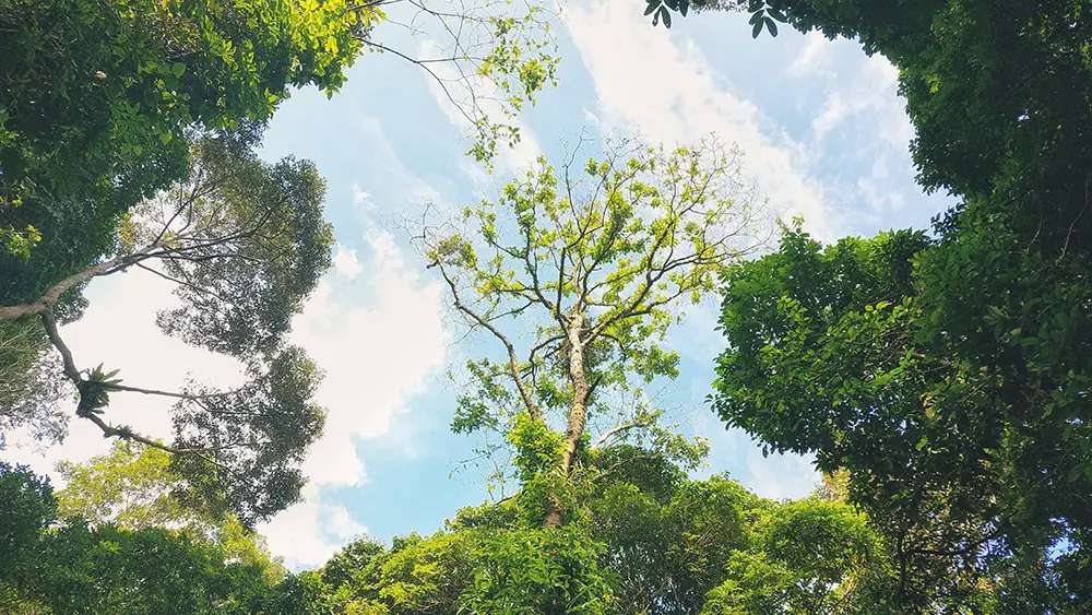 Nature Top Down View