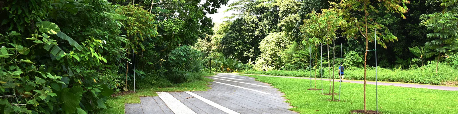 Bukit Timah Hill