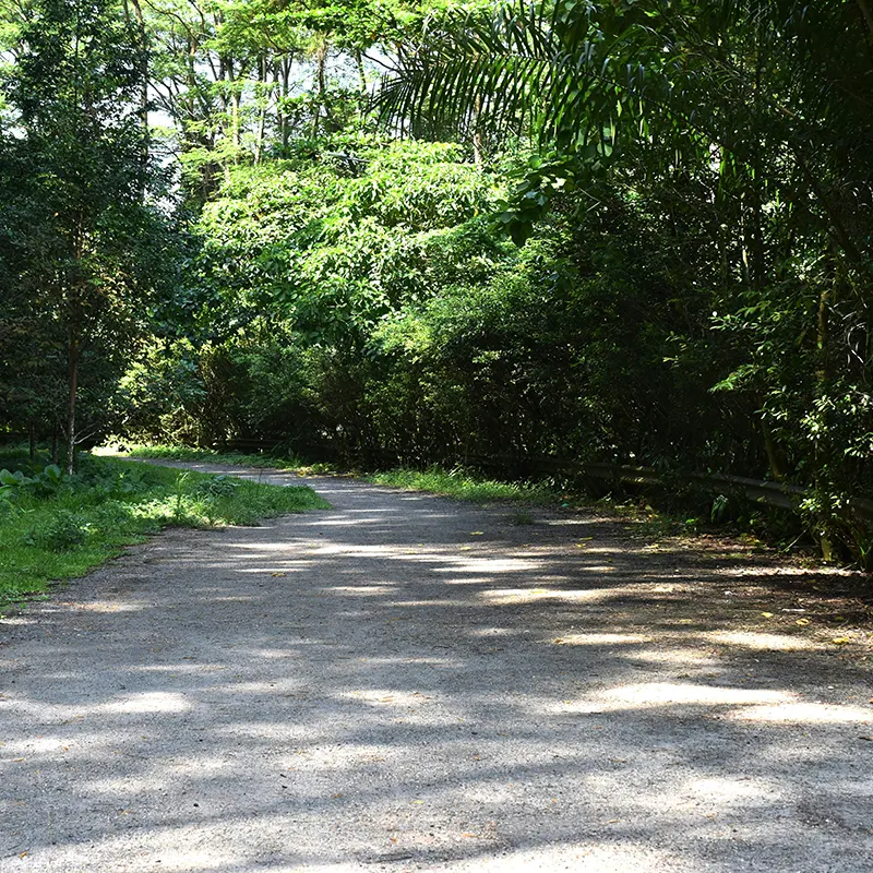 Bukit Timah Reserve